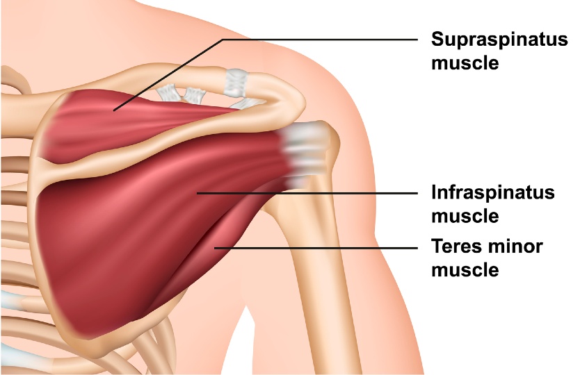 rotator-cuff 3